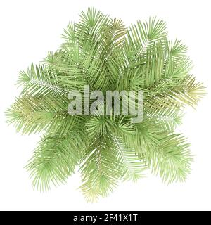 Flasche Palme auf weißem Hintergrund. nach oben anzeigen. 3D-Darstellung Stockfoto