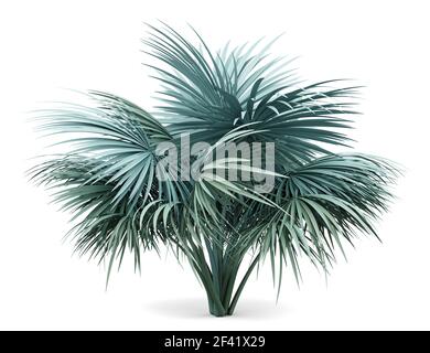 Silver fan Palm Tree auf weißem Hintergrund. 3D-Darstellung Stockfoto