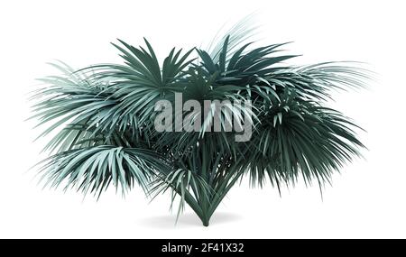 Silver fan Palm Tree auf weißem Hintergrund. 3D-Darstellung Stockfoto