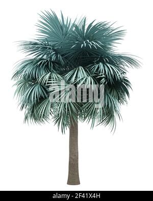 Silver fan Palm Tree auf weißem Hintergrund. 3D-Darstellung Stockfoto