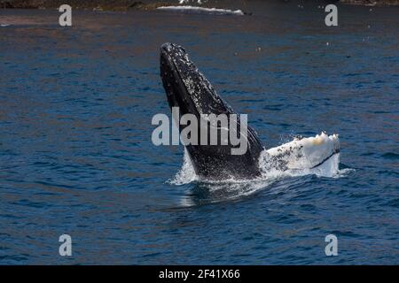 Buckelwal verletzen, Witless Bay Ecological Reserve, Neufundland, Kanada Stockfoto