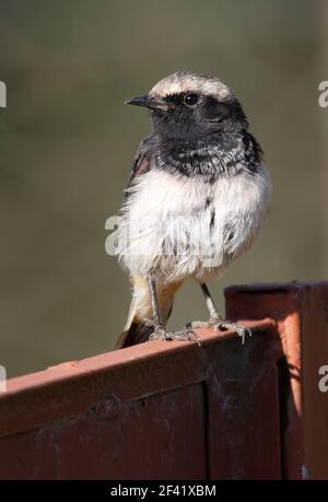 Schalow's Wheatear (Oenanthe lugens schalowi) Männchen thront auf dem alten Tor Lake Niavasha, Kenia Oktober Stockfoto