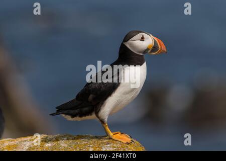 Atlantischer Puffin (Fratercula arctica) Nahaufnahmen von Vögeln in einer Brutkolonie aus Höhlen auf grasbewachsenen Klippen Elliston, Neufundland, Cana Stockfoto
