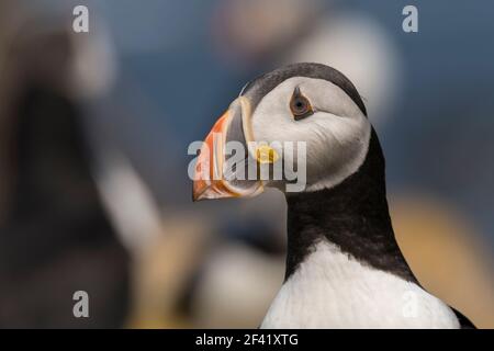 Atlantischer Puffin (Fratercula arctica) Nahaufnahmen von Vögeln in einer Brutkolonie aus Höhlen auf grasbewachsenen Klippen Elliston, Neufundland, Cana Stockfoto