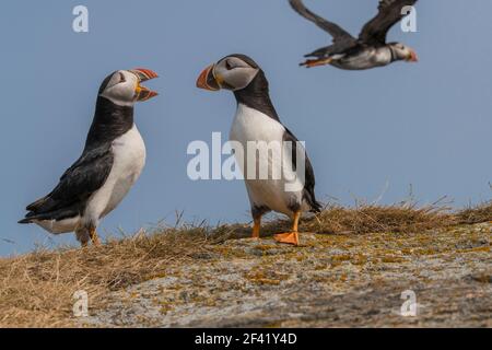 Atlantischer Puffin (Fratercula arctica) Nahaufnahmen von Vögeln in einer Brutkolonie aus Höhlen auf grasbewachsenen Klippen Elliston, Neufundland, Cana Stockfoto
