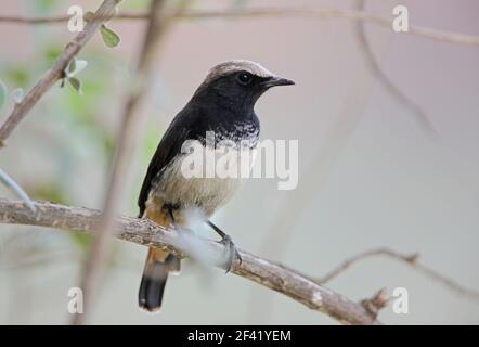 Schalow's Wheatear (Oenanthe lugens schalowi) Männchen thront auf dem Ast Lake Baringo, Kenia November Stockfoto