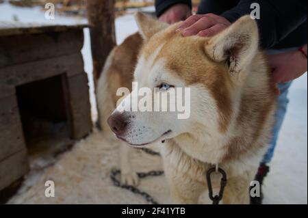 Hund schläft im Schnee begraben. Hund - Malamute laika . Stockfoto