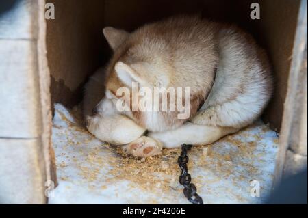 Hund schläft im Schnee begraben. Hund - Malamute laika . Stockfoto