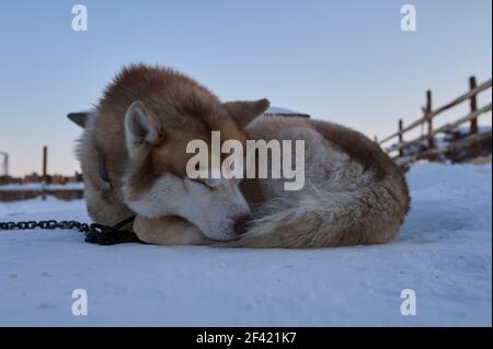 Hund schläft im Schnee begraben. Hund - Malamute laika . Stockfoto