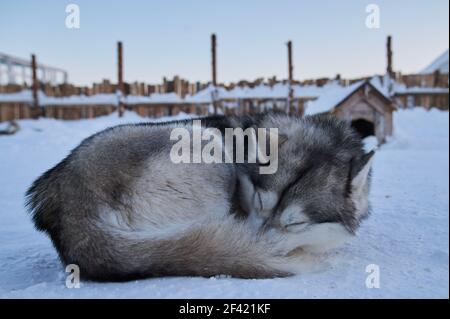 Hund schläft im Schnee begraben. Hund - Malamute laika . Stockfoto