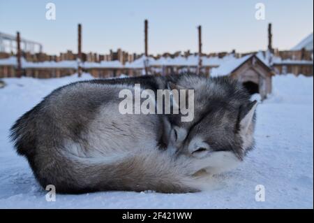 Hund schläft im Schnee begraben. Hund - Malamute laika . Stockfoto