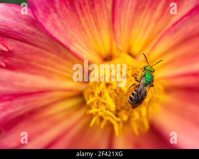 Makro-Bild von roten und gelben Dahlia Blütenblätter mit Grüne Biene Stockfoto