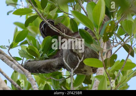 Drei-Toed-Sloth (Bradypus tridactylus) in Cuyabeno Wildlife Reserve, Amazonien, Ecuador Stockfoto