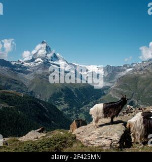 Alpine Bergziegen vor dem berühmten Matterhorn. Blick vom Wanderweg Five Lakes. Stockfoto