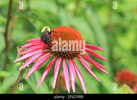 Hummel auf Echinacea Blume Stockfoto