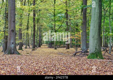 Wunderschöne Waldlandschaft Stockfoto