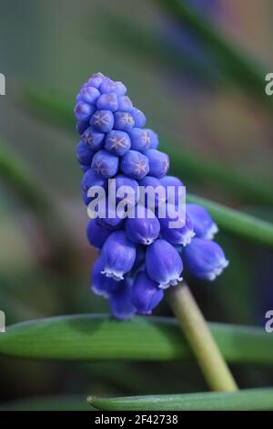 Extreme Nahaufnahme eines einzigen blauen Muscari armeniacum Blütenkopfes in einer natürlichen Umgebung im Freien. Auch bekannt als Traubenhyazinthe Stockfoto