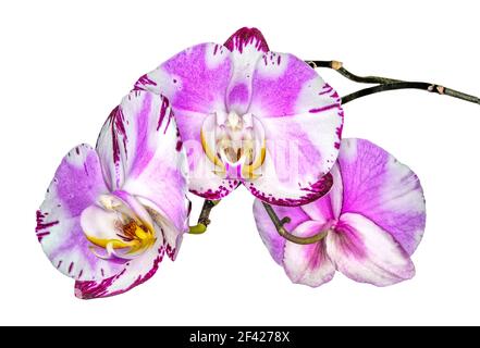 Blühende bunte Orchidee phalaenopsis, Sorte Pink Dancer, auf weißem Hintergrund isoliert. Schöne weiße rosa tropische Blumen mit lila edg Stockfoto