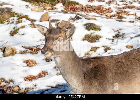 Nahaufnahme eines jungen Damhirschbocks im Winter Stockfoto