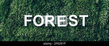 Wort Wald auf Moos, grünes Gras Hintergrund. Draufsicht. Speicherplatz kopieren. Banner. Biophilie-Konzept. Naturkulisse Stockfoto