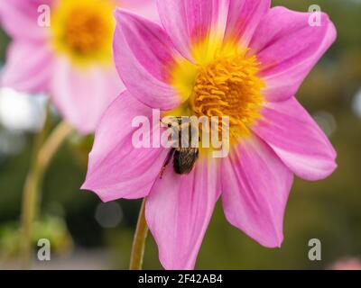 Makro-Bild von rosa und gelben Dahlia Blütenblätter mit Hummel Stockfoto