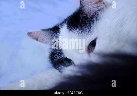 Mongrel Katze aussehen hinterhältig schlau. Neugierige schemenartige Katze haben listigen Plan. Langhaarige hinterhältige Hofkatze mit grünen Augen liegt auf dem Bett. Schwarz weiße Farbe Katze macht Stockfoto