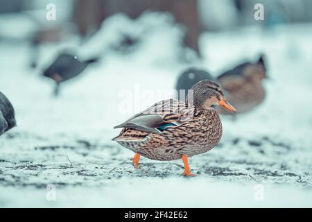 Eine Nahaufnahme einer braunen Ente auf einem schneebedeckten Boden Stockfoto