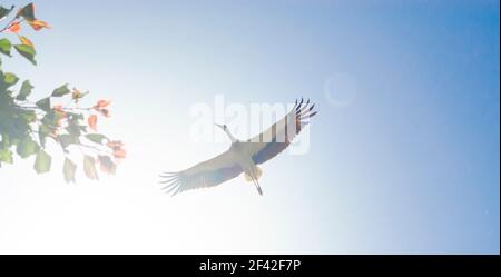 Weißer Storch über dem Kopf. Ein prächtiger Weißstorch zeigt die Raffinerie seines Gefieders, während er über dem Himmel auf dem Hintergrund der Sonne vorbeigeht. Blick von t Stockfoto