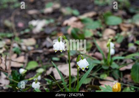 Frühling Schneeflocken und Winter-Akonit Stockfoto