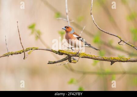 Buchfink im Frühlingswald auf dem Ast Stockfoto