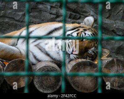 Tiger Face schläft auf Holzbalken in einem Zoo Käfig. Konzept des Schutzes der Tierrechte. Unscharfe Zelle und selektiver Fokus. Stockfoto