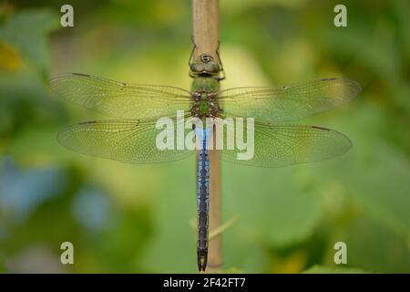 Grüner Darner oder gewöhnlicher grüner Darner (Anax junius), nordamerikanische Libelle, die auf einem Stock ruht Stockfoto