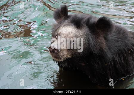 Der schwarze Bär - ursus thibetanus, im Wasser stehend. Stockfoto