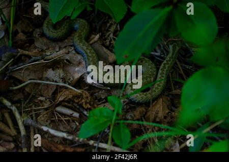 Erwachsene gekreuzte Viper auf trockenem Boden versteckt im Busch, grüne Blätter Stockfoto