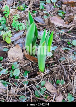 Junge grüne Trieben von Tulpen im frühen Frühjahr Stockfoto