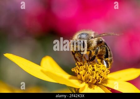 Eine Honigbiene sammelt Pollen bei Staubgefäßen in einer Blume. Eine Biene, die an einer Gartenblume arbeitet. Stockfoto