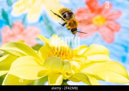 Eine Hummel, die über eine gelbe Blume fliegt. Eine bescheidene Biene, die auf einem Garten mit bemalten Blumen auf dem Hintergrund arbeitet. Stockfoto