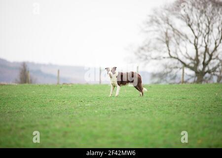 Border Collie Schafhund Herden Schafe auf Gras Stockfoto