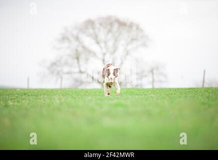 Border Collie Schafhund Herden Schafe auf Gras Stockfoto