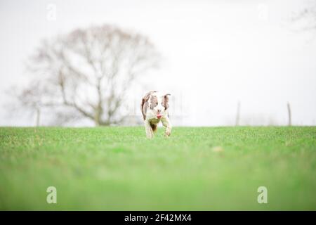 Border Collie Schafhund Herden Schafe auf Gras Stockfoto