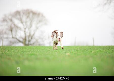 Border Collie Schafhund Herden Schafe auf Gras Stockfoto