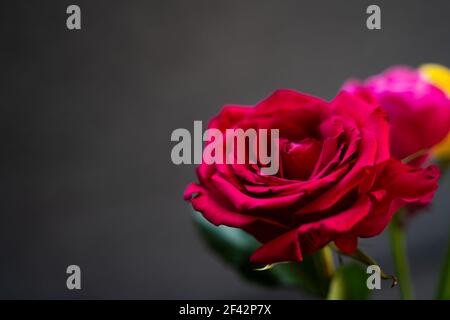 Schöne und glänzend rote Rose auf einem schwarzen und traurigen oder romantischen Hintergrund geeignet für Beileid oder romantische Grüße und Wünsche. Abstrakt und natürlich Stockfoto