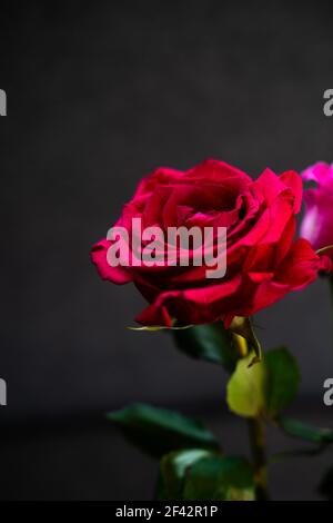 Schöne und glänzend rote Rose auf einem schwarzen und traurigen oder romantischen Hintergrund geeignet für Beileid oder romantische Grüße und Wünsche. Abstrakt und natürlich Stockfoto