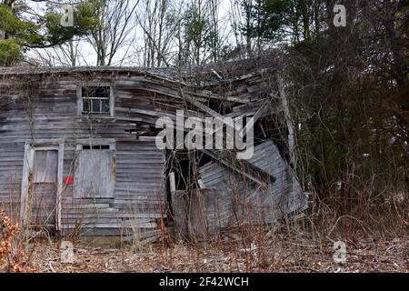 Ein rustikales altes Haus fällt in den Wald mit gut verwittertem Holz und viel Textuer und Winkel. Stockfoto