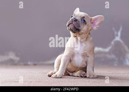 Verträumt kleine lila fawn colored Französisch Bulldog Hund Welpen mit Blaue Augen schauen vor der grauen Wand nach oben Stockfoto