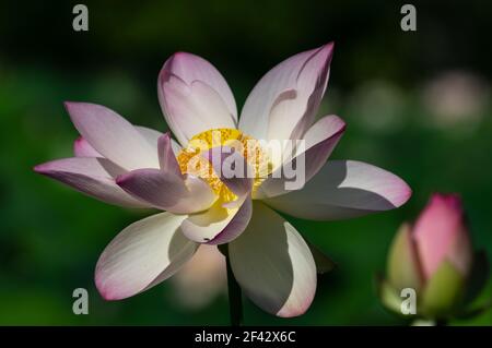 Indian Lotus, Kenilworth Aquatic Gardens, Washington, DC Stockfoto