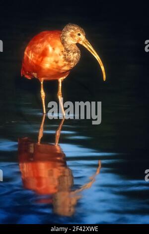 Nordamerika; Vereinigte Staaten; Florida; Everglades; Vögel; Watvogel; scharlachroter Ibis; Eudocimus ruber Stockfoto