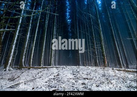 Blick auf dunklen Winterwald, Bäume Schlange Schaffung eines Weges durch den Wald. moody szeneic Konzept. south wales uk Winterzeit Stockfoto