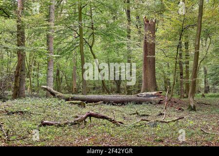 Naturwald mit Laubbäumen und Totholz Stockfoto