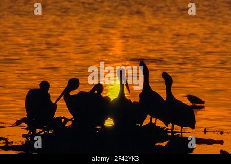 Nordamerika; Vereinigte Staaten; Florida; Everglades; Vögel; Tauchvogel; Weißer Pelikan; Pelicanus erythrorhynchos Stockfoto